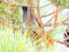 Terpsiphone viridis granti