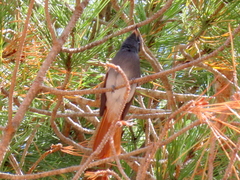 Terpsiphone viridis granti