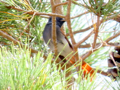 Terpsiphone viridis granti