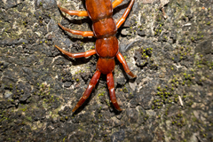 Scolopendra multidens