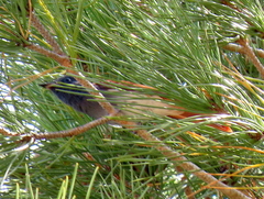 Terpsiphone viridis granti