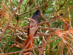 Terpsiphone viridis granti