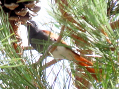 Terpsiphone viridis granti