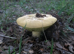 Xerocomus subtomentosus
