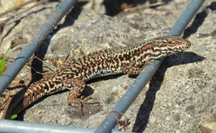 Podarcis muralis maculiventris