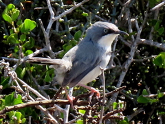Apalis thoracica capensis