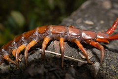 Scolopendra multidens
