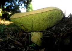 Xerocomus subtomentosus