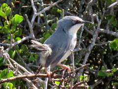 Apalis thoracica capensis