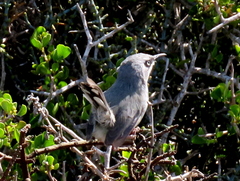 Apalis thoracica capensis