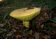 Xerocomus subtomentosus