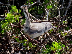 Apalis thoracica capensis