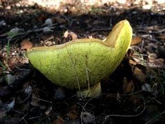 Xerocomus subtomentosus
