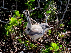 Apalis thoracica capensis