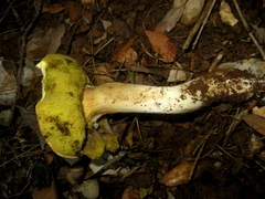 Xerocomus subtomentosus