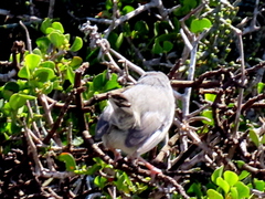 Apalis thoracica capensis