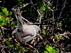 Apalis thoracica capensis