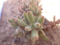 Crassula rogersii