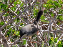 Apalis thoracica capensis