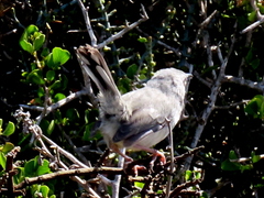 Apalis thoracica capensis