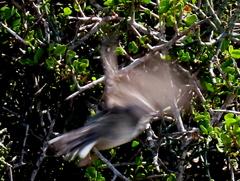 Apalis thoracica capensis