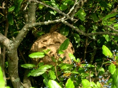 Vespa velutina nigrithorax