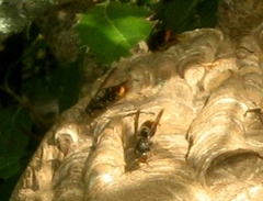 Vespa velutina nigrithorax