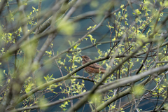 Turdus naumanni