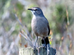 Cercotrichas coryphoeus coryphoeus