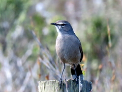 Cercotrichas coryphoeus coryphoeus