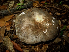 Russula grisea