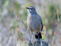 Cercotrichas coryphoeus coryphoeus