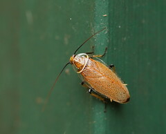 Pseudophyllodromiinae