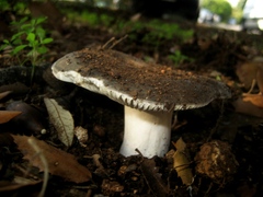 Russula grisea