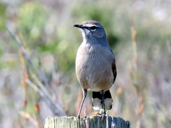 Cercotrichas coryphoeus coryphoeus