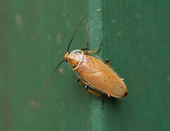 Pseudophyllodromiinae