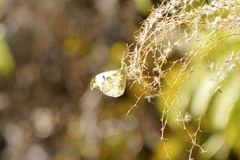 Anthocharis scolymus