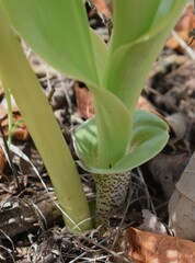 Scadoxus multiflorus multiflorus