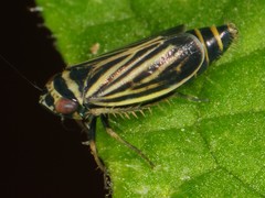 Amblysellus curtisii