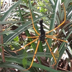 Nephila kuhli