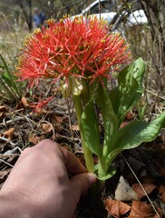 Scadoxus multiflorus multiflorus