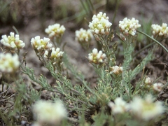 Polyctenium williamsiae