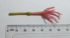 Scadoxus multiflorus multiflorus