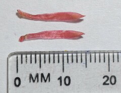 Scadoxus multiflorus multiflorus