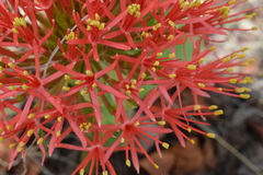Scadoxus multiflorus multiflorus