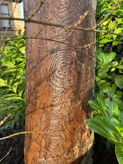 Phellodendron amurense