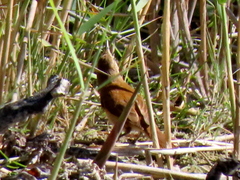 Acrocephalus gracilirostris gracilirostris