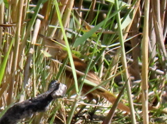 Acrocephalus gracilirostris gracilirostris