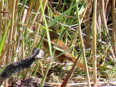 Acrocephalus gracilirostris gracilirostris