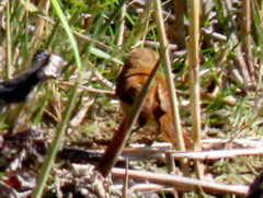 Acrocephalus gracilirostris gracilirostris